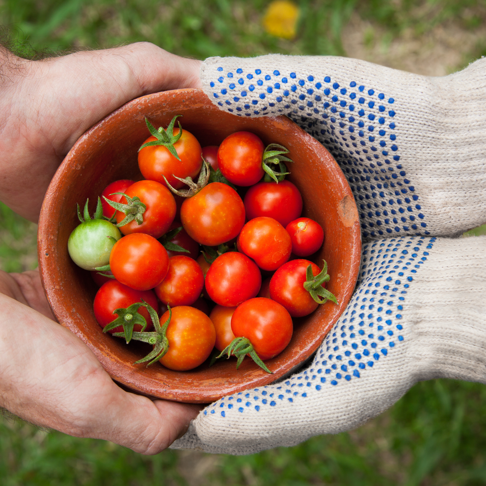 A person wearing the Safety knitted multipurpose gloves with anti slip pvc doted palms while holding a slippery container filled with tomatoes